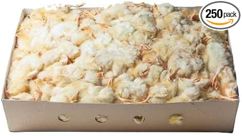 Frozen Day Old Chicks 10kg Tray (Approx. 250 Chicks) – Natural Whole Prey Food for Birds of Prey, Snakes, Reptiles & Exotic Animals